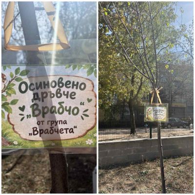 Моето любимо дърво 3